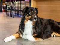 Bed and Breakfast in Kaprun: willkommen zuhause! Bed and Breakfast in Kaprun: willkommen zuhause!