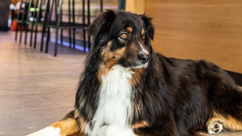 Sukis Hundetagebuch aus dem Lederer Sukis Hundetagebuch aus dem Lederer