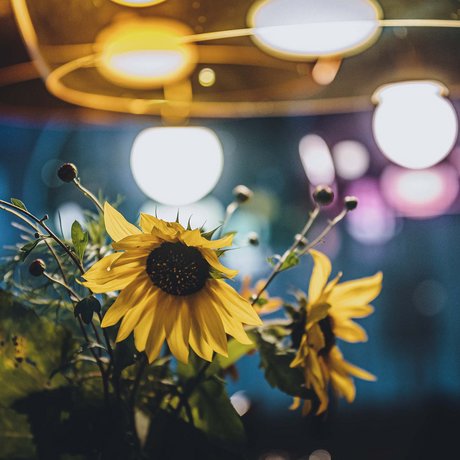 Lederer: digital photo album Lederer: digital photo album